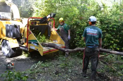 tree services Sun Valley